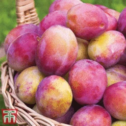 Favourite Fruit Tree Collection -Orchard Lane Shop PLUM KA7999 C