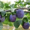Plum 'Black Amber' (Mini Fruit Tree) 1 Plum 'Black Amber' (Mini Fruit Tree) -Orchard Lane Shop PLUM T10632 A