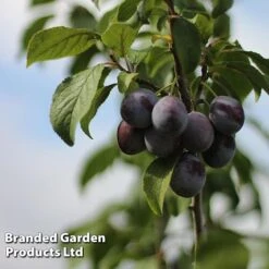 Plum 'Black Amber' (Mini Fruit Tree) 10 Plum 'Black Amber' (Mini Fruit Tree) -Orchard Lane Shop PLUM T10632 C