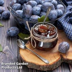 Plum 'Black Amber' (Mini Fruit Tree) 11 Plum 'Black Amber' (Mini Fruit Tree) -Orchard Lane Shop PLUM T10632 D