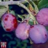 Plum 'Guinevere' -Orchard Lane Shop PLUM TKA1953 A