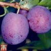 Plum 'Herman' -Orchard Lane Shop PLUM TKA1955 A