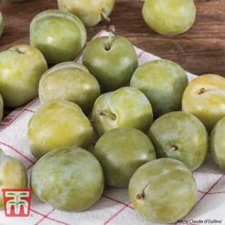 Plum Duo Patio Fruit Trees -Orchard Lane Shop PLUM WKB1986TM A