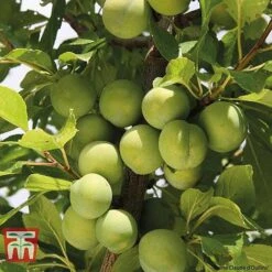Plum Duo Patio Fruit Trees -Orchard Lane Shop PLUM WKB1986TM B