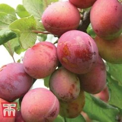 Plum Duo Patio Fruit Trees -Orchard Lane Shop PLUM WKB1986TM C