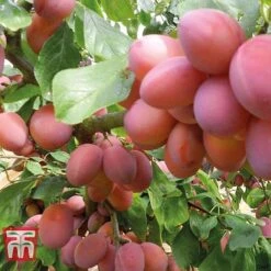 Plum Duo Patio Fruit Trees -Orchard Lane Shop PLUM WKB1986TM D
