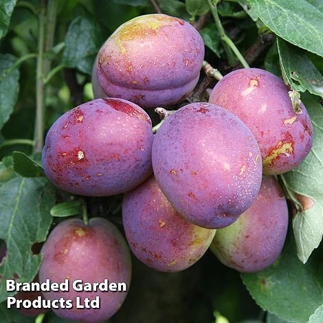 Plum 'Jubilee' 3 Plum 'Jubilee'