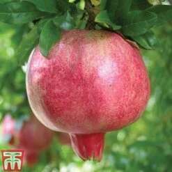 Pomegranate 'Provence' -Orchard Lane Shop POME T14152 A