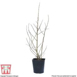 Pomegranate 'Provence' -Orchard Lane Shop POME T14152 C