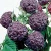Raspberry 'Glen Coe' (Summer Fruiting) -Orchard Lane Shop RASP T14153 A h
