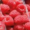 Raspberry 'Sugana' -Orchard Lane Shop RASP T65353P A h