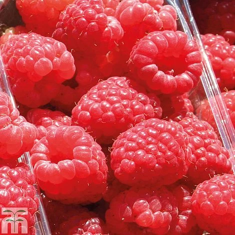 Raspberry 'Sugana' 3 Raspberry 'Sugana'
