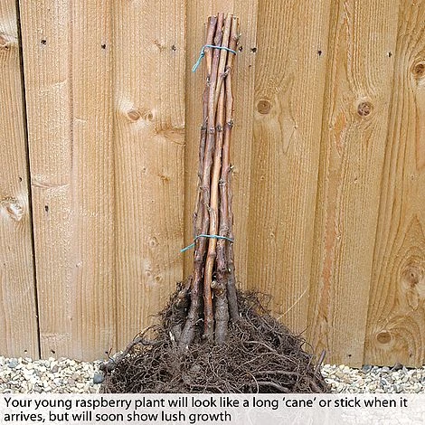 Raspberry 'Sugana' 4 Raspberry 'Sugana' - Image 2