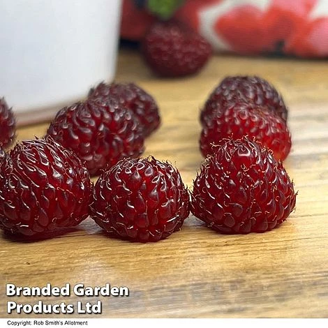 Rubus 'Hararasp' (Raspberry Tree) 4 Rubus 'Hararasp' (Raspberry Tree) - Image 2