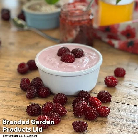 Rubus 'Hararasp' (Raspberry Tree) 5 Rubus 'Hararasp' (Raspberry Tree) - Image 3