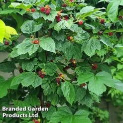 Rubus 'Hararasp' (Raspberry Tree) 13 Rubus 'Hararasp' (Raspberry Tree) -Orchard Lane Shop RASP TREERASPB H43989