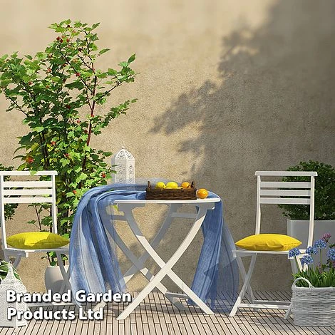 Rubus 'Hararasp' (Raspberry Tree) 9 Rubus 'Hararasp' (Raspberry Tree) - Image 7