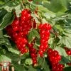 Redcurrant 'Laxton's Number One' -Orchard Lane Shop REDC LAXTONNUM L06941W