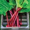 Rhubarb 'Raspberry Red' (Autumn Planting) 2 Rhubarb 'Raspberry Red' (Autumn Planting) -Orchard Lane Shop RHUB T15075 A h