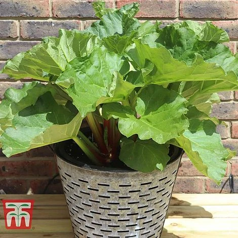 Rhubarb 'Sanvitos®' Duo 4 Rhubarb 'Sanvitos®' Duo - Image 2