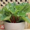 Rhubarb 'Sanvitos® Summer' -Orchard Lane Shop RHUBARB 2