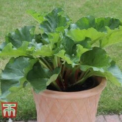 Rhubarb 'Sanvitos® Summer' -Orchard Lane Shop RHUBARB 31