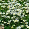 Roman Chamomile -Orchard Lane Shop ROMA T82130 A