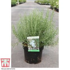Rosemary 'Miss Jessop's Upright' -Orchard Lane Shop ROS TKA0951 C
