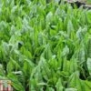 Rumex Sanguineus (Marginal Aquatic) -Orchard Lane Shop RUME T78425 A h
