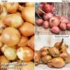 Shallot Triple Pack (Spring Planting) -Orchard Lane Shop SHAL KC2350
