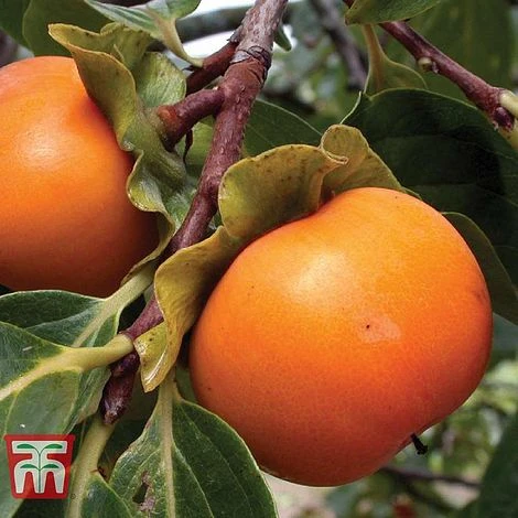 Sharon Fruit 'Fuyu' 4 Sharon Fruit 'Fuyu' - Image 2