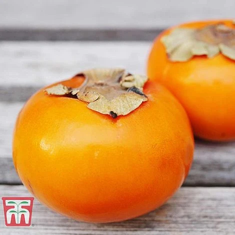 Sharon Fruit 'Fuyu' 3 Sharon Fruit 'Fuyu'