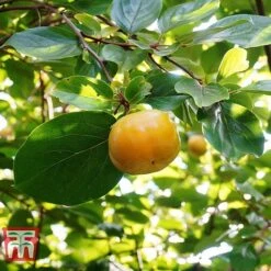 Sharon Fruit 'Fuyu' 8 Sharon Fruit 'Fuyu' -Orchard Lane Shop SHAR T14149 D