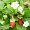 Strawberry 'Vesca' 2 Strawberry 'Vesca' -Orchard Lane Shop STRA 64138 A