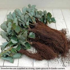 Strawberry Full Season Collection -Orchard Lane Shop STRA CWW3188 B h