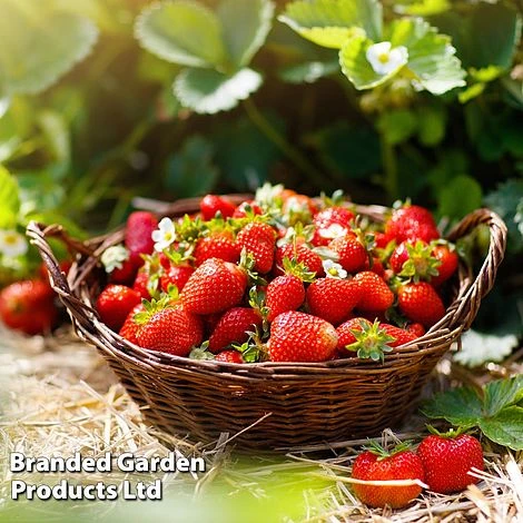 Strawberry Duo 4 Strawberry Duo - Image 2