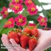 Grow Your Own Strawberry Collection 1 Grow Your Own Strawberry Collection -Orchard Lane Shop STRA TOSCANA S202151