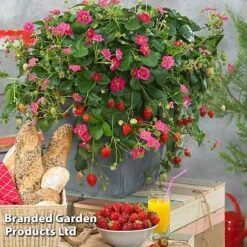 Grow Your Own Strawberry Collection -Orchard Lane Shop STRA TOSCANA S202161