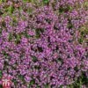 Creeping Thyme -Orchard Lane Shop T64680 HERB 1