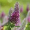 Trifolium Rubens 2 Trifolium Rubens -Orchard Lane Shop T64694 TRIF 1