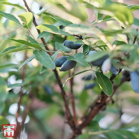 Lonicera Kamtschatica 'Eisbar' 3 Lonicera Kamtschatica 'Eisbar'