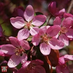 Crab Apple 'Coccinella'