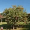 Crab Apple 'Evereste' -Orchard Lane Shop T68421 CRAB 1