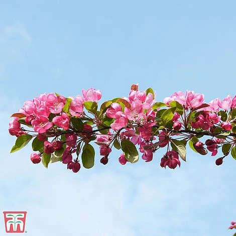 Crab Apple 'Indian Magic' 3 Crab Apple 'Indian Magic'