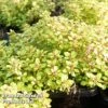 Thymus 'Archer's Gold' -Orchard Lane Shop THYM KC9145 A