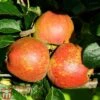 Apple 'Kidd's Orange Red' -Orchard Lane Shop TKA1849 APPL 1