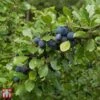 Damson 'Farleigh Damson' 1 Damson 'Farleigh Damson' -Orchard Lane Shop TKA1891 DAMS 1