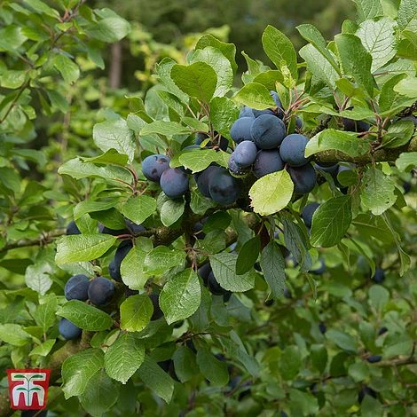 Damson 'Farleigh Damson' 3 Damson 'Farleigh Damson'