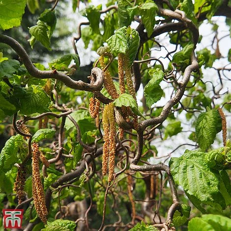 Corylus Avellana 'Twister' 3 Corylus Avellana 'Twister'