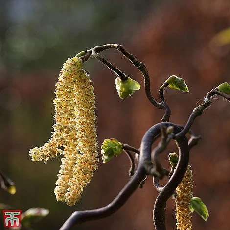 Corylus Avellana 'Twister' 4 Corylus Avellana 'Twister' - Image 2